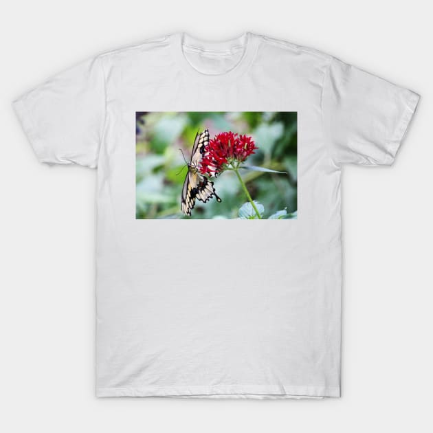 Swallowtail Butterfly Underside T-Shirt by Cynthia48